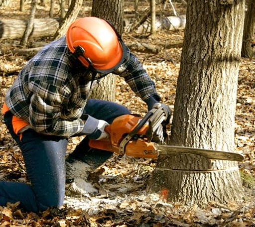 Tree Removal in Lake Orion, MI